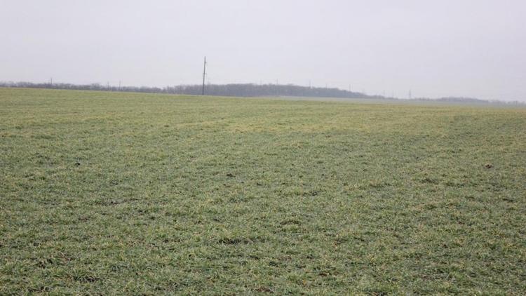 На Ставрополье взошло 100 процентов озимых культур