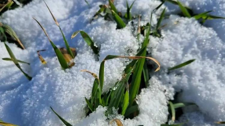В Кировском округе подвели промежуточные итоги зимовки озимых культур