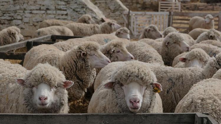 Международная конференция по развитию овцеводства прошла в Кисловодске