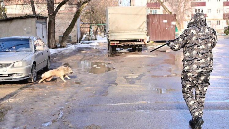 В Будённовске продолжается отлов безнадзорных собак