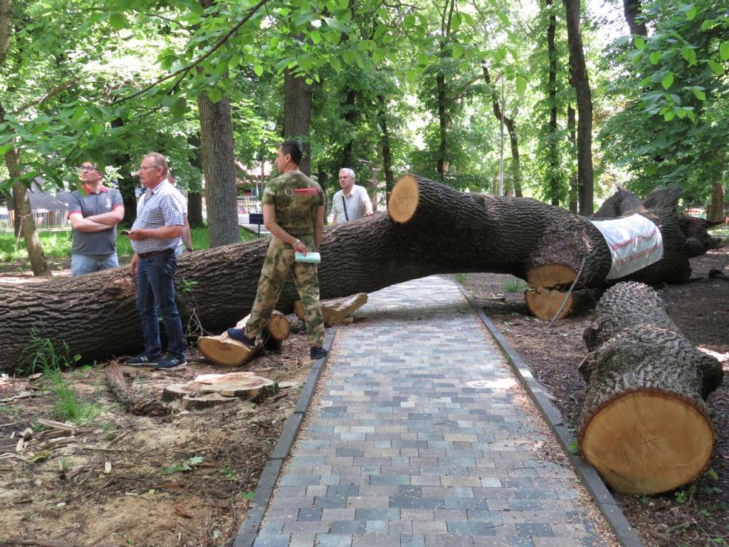 Старинный дуб нашел пристанище в Ставропольском музее-заповеднике |  Ставропольская правда