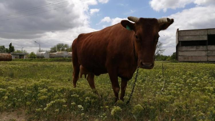 На Ставрополье увеличат мясную продуктивность крупного рогатого скота