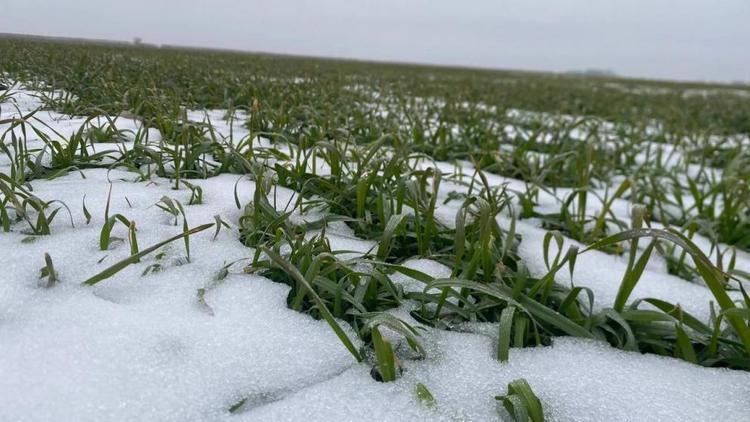 Ставропольский край подводит итоги состояния озимых культур