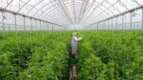 Советский округ поставляет в торговые сети до 30 тысяч тонн помидоров в год