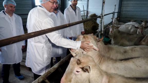 На Ставрополье козье мороженое стало хитом продаж среди детей