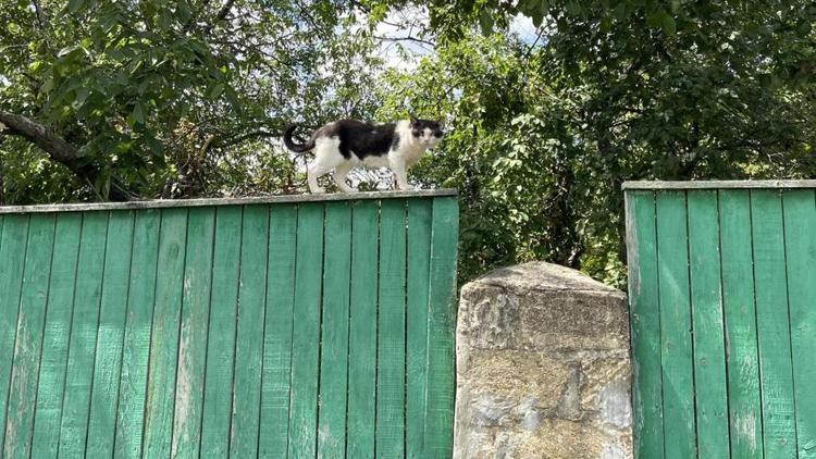 В Кочубеевском округе осудили мужчину, пытавшегося украсть забор