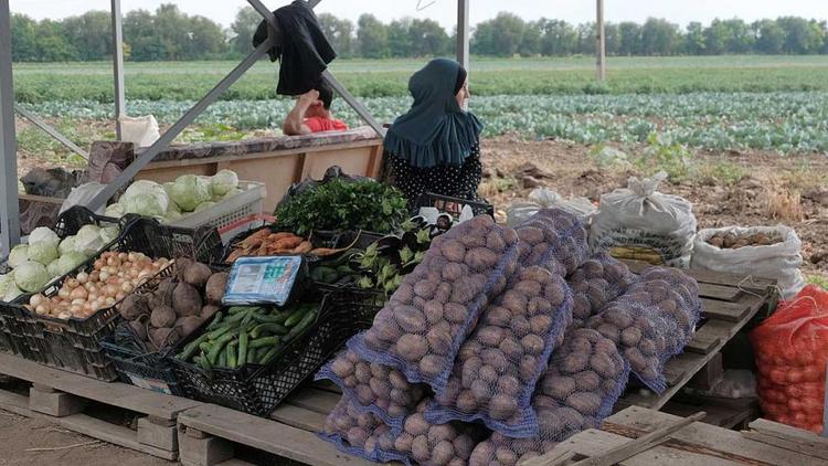 Производство овощей увеличат в Ставропольском крае