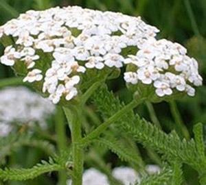 Полезные свойства тысячелистника