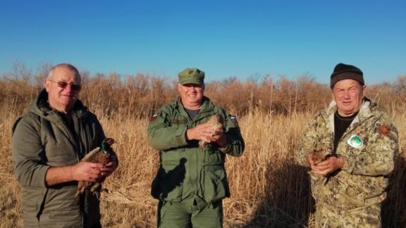 На Ставрополье выпустили на волю 50 фазанов