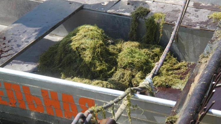 Перед стартом купального сезона спасатели очистили водоёмы