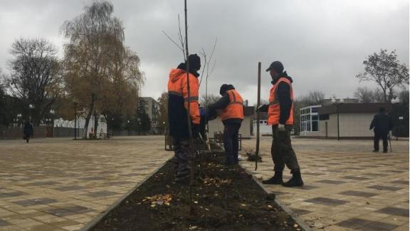 35 клёнов высадили на проспекте Карла Маркса в Минеральных Водах