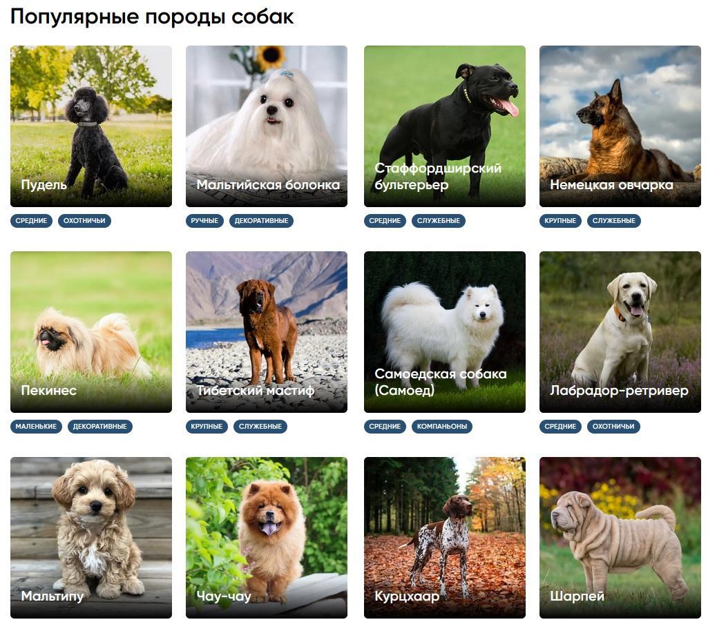 Породы собак и их названия. Название породистых собак. Породы собак с фотографиями и названиями. Породы щенков. Породистые собаки названия пород.