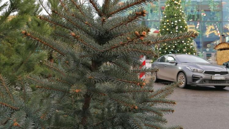 Схема движения транспорта в Ставрополе временно изменится на Новый год