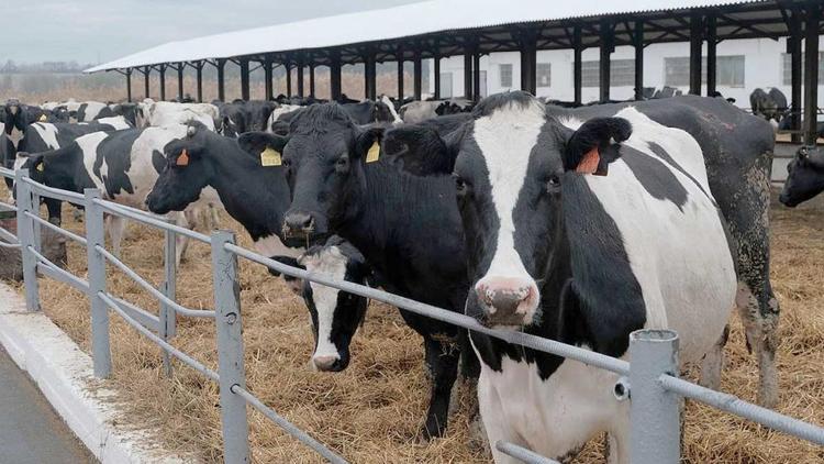 Поддержка молочного животноводства на Ставрополье увеличена до 620 млн рублей