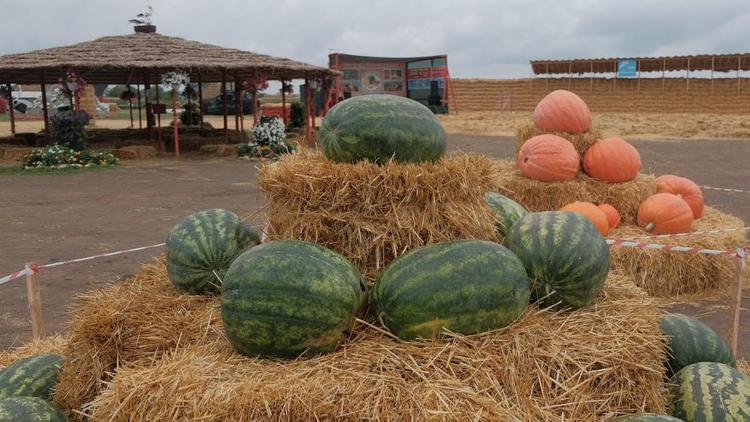 На Ставрополье в разгаре торговля бахчевыми культурами