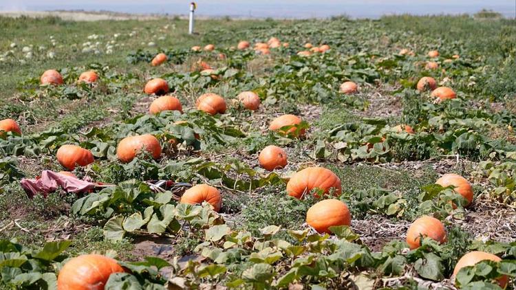 На Ставрополье вырастили самую тяжёлую тыкву