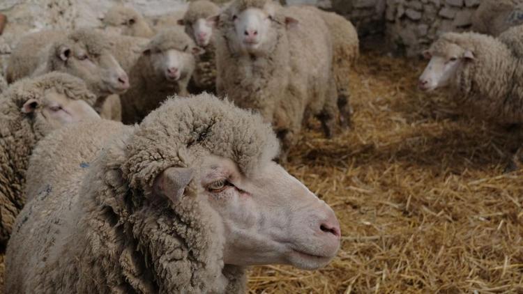 В Георгиевском округе началась модернизация овцекомплекса