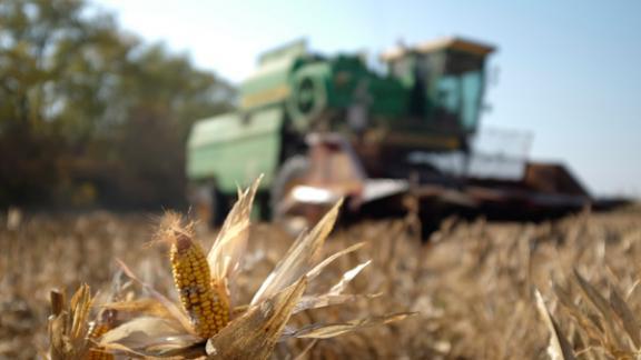 Ставропольский завод вдвое увеличил производство семян кукурузы