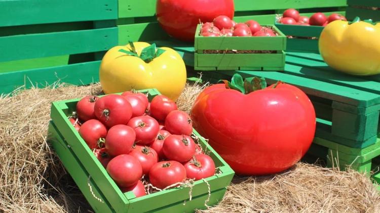 Первый в России фестиваль томатов прошёл в рамках Всероссийского Дня поля