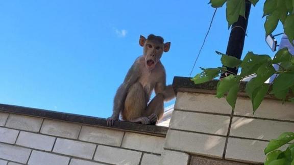 Глава Ессентуков попросил жителей не беспокоиться о сбежавшей обезьяне