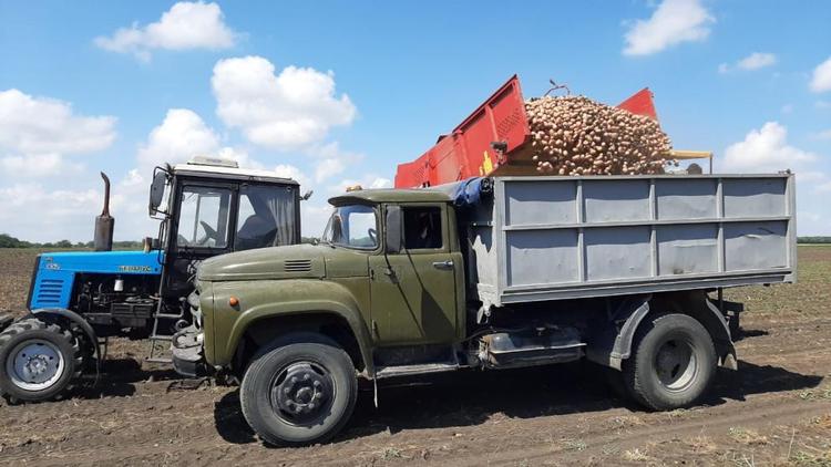 Аграрии Предгорья собрали более 18 тысяч тонн картофеля