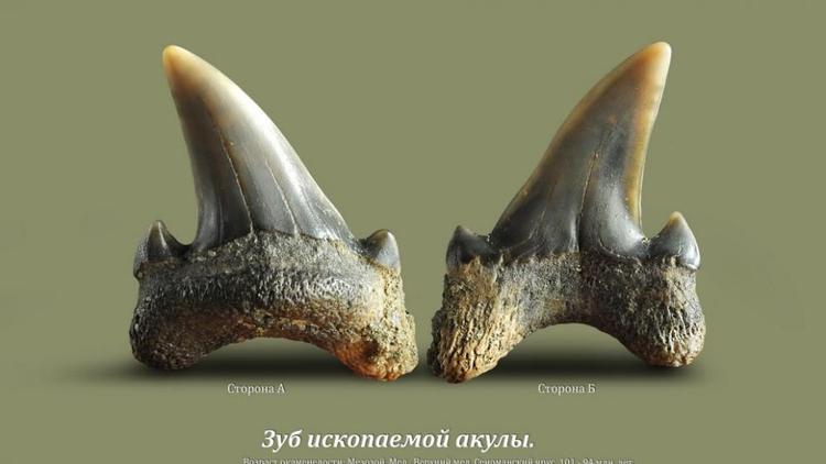 Фотовыставка «Уникальный микромир ископаемых акул» откроется в Ставрополе