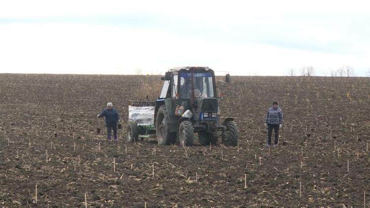 Самый крупный ореховый сад высаживают на Ставрополье 