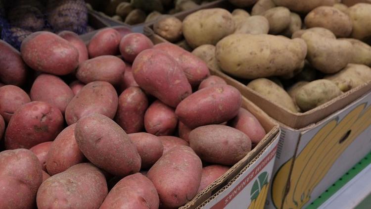 В Россельхозцентре Ставрополья рассказали, как защитить картофель от колорадского жука