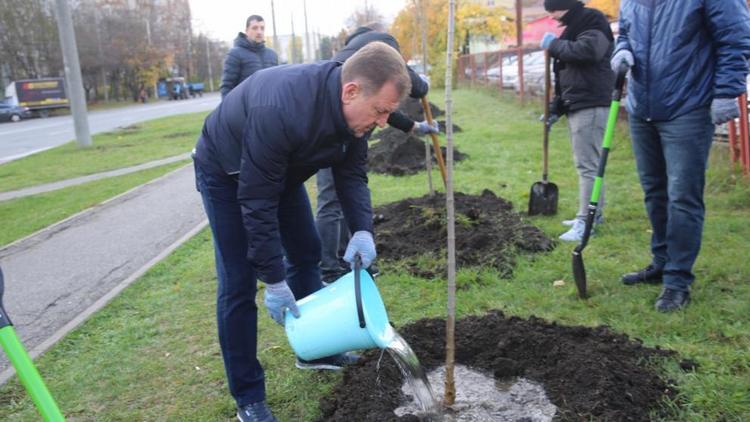 Более 700 деревьев высадили на улицах Ставрополя