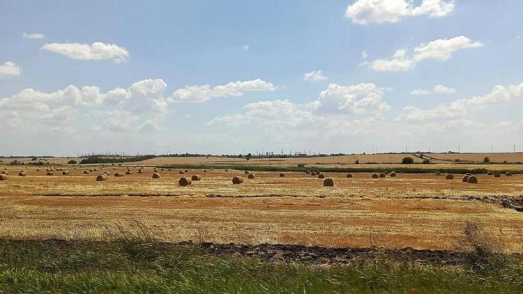 На Ставрополье намолочено более 6 миллионов тонн зерна