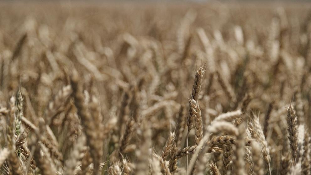 Отраслевая выставка «АгроКавказ 2026» пройдет в Минводах в феврале