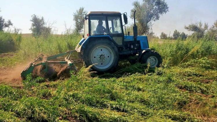 Крупные очаги дикорастущей конопли уничтожены на Ставрополье в рамках операции «Мак-2019»