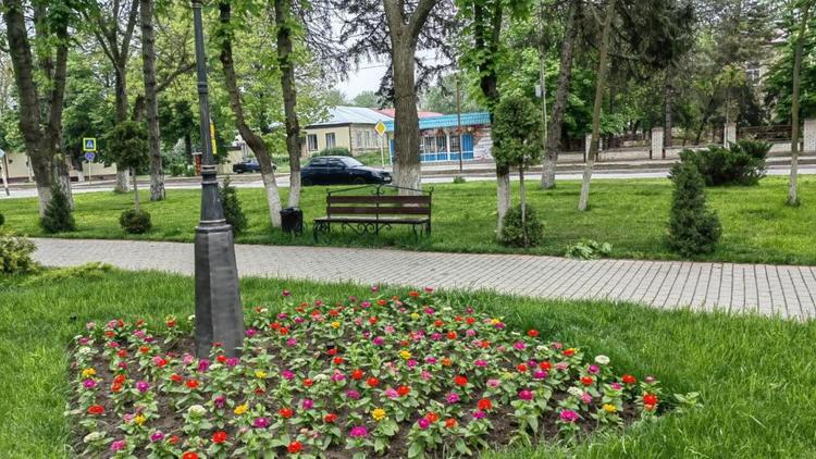 Более девяти тысяч цветов украсят клумбы станицы Курской
