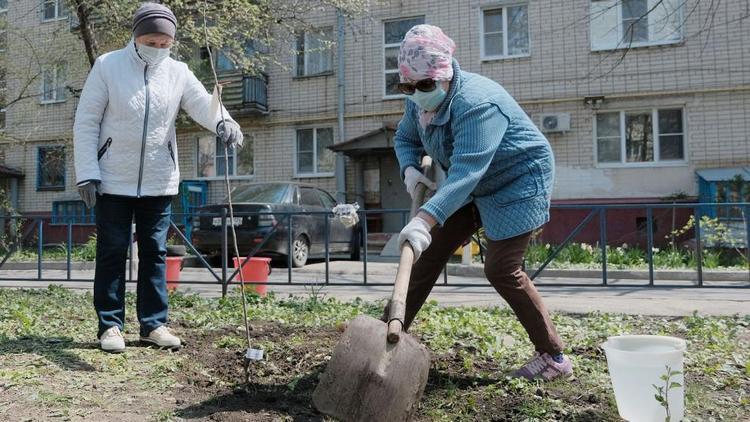 Ещё около 300 деревьев посадят в Ставрополе до середины декабря