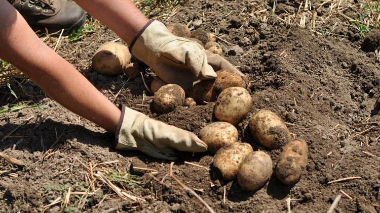 План по посадке картофеля на Ставрополье выполнен на 60 процентов