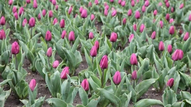 В Кисловодске запустят программу создания цветников во дворах