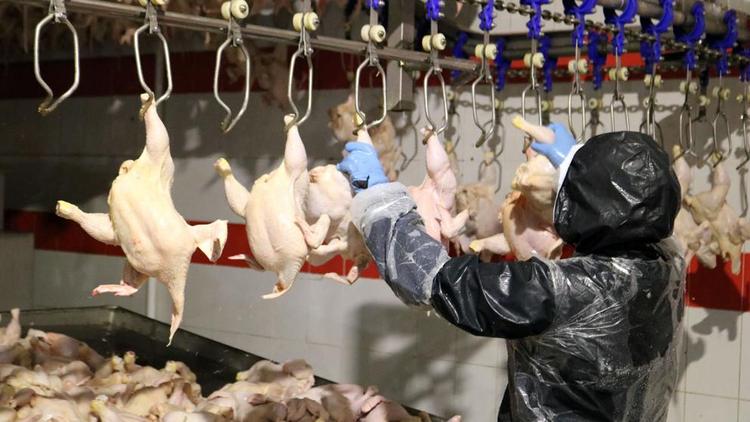 АПК Ставрополья в полтора раза нарастил экспорт продукции