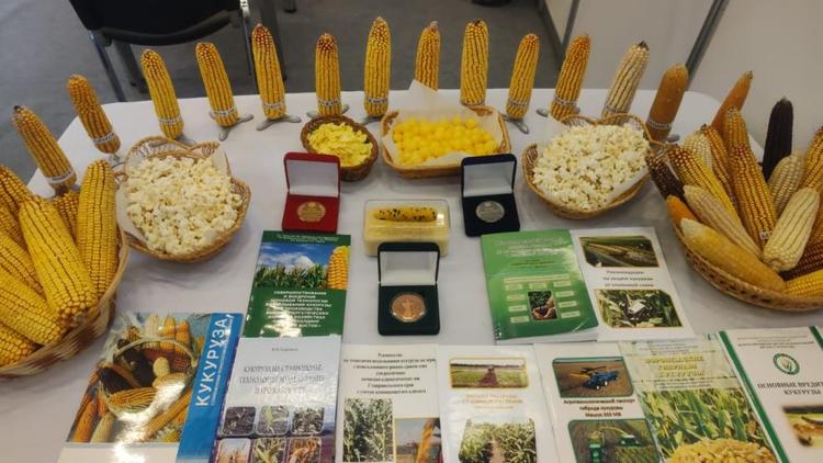 Научные разработки в области селекции кукурузы ведут на Ставрополье