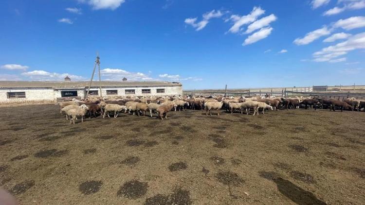 В Ставропольском крае выявлено хищение более 3 млн рублей сельхозсубсидий