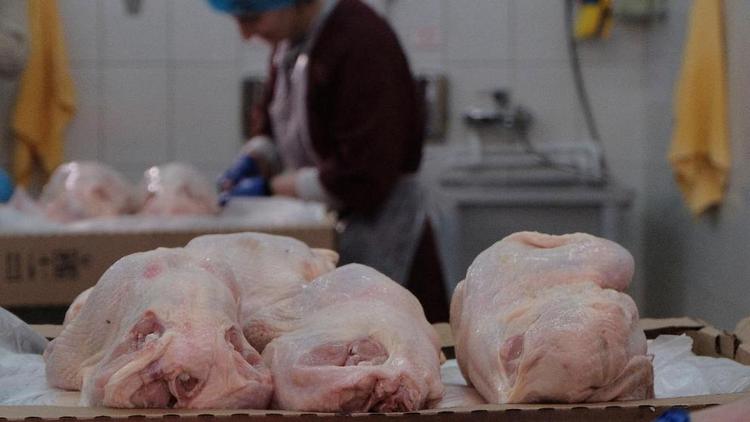 Производство мяса птицы на Ставрополье выросло на 6,5 процента