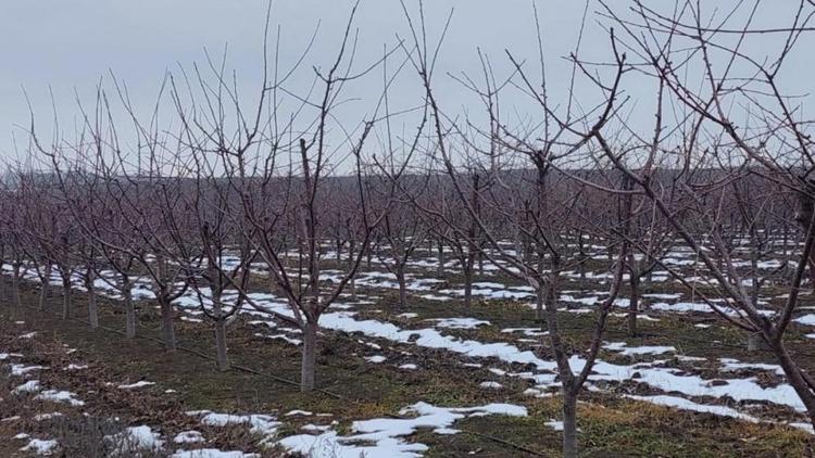 Садоводы Ставрополья получат свыше 528 млн рублей господдержки в 2026 году