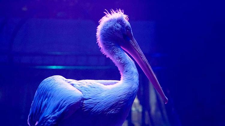 Природные заказники Ставрополья отметили Всемирный день водно-болотных угодий