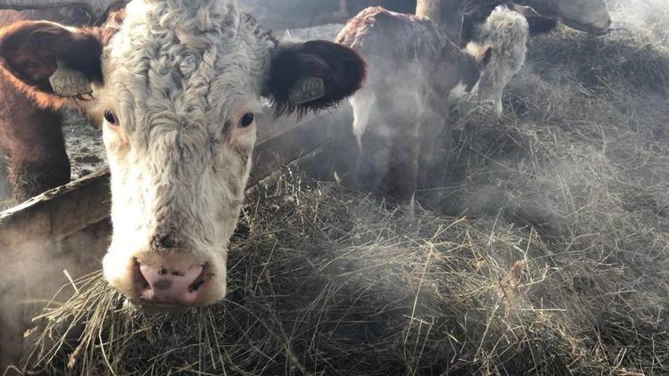 На Ставрополье зимовка скота проходит в штатном режиме