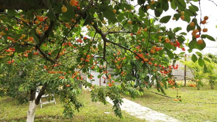 В садах Ставрополья началась зимняя обрезка плодовых растений