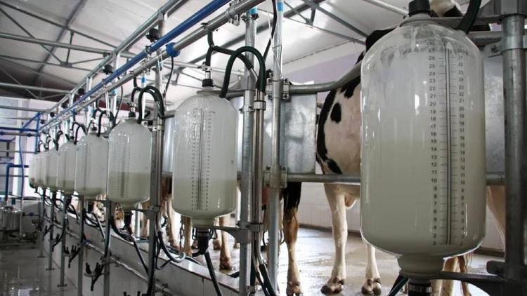 Ставрополье наращивает позиции в молочной отрасли