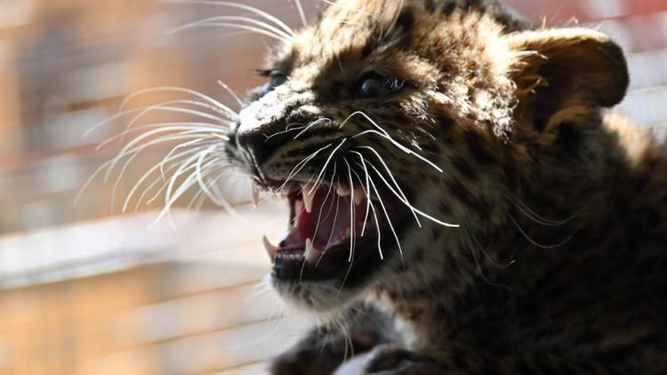 Ставропольский зоопарк переживает осенний бэби-бум