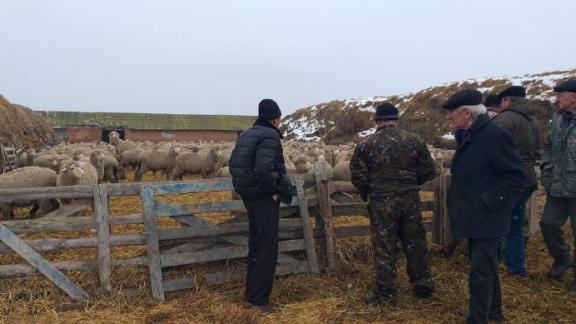 В Ипатовском округе в разгаре зимовка общественного животноводства