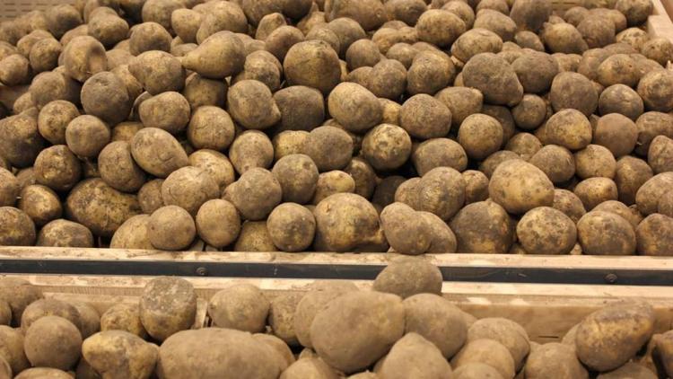 На Ставрополье отмечают рост урожайности картофеля