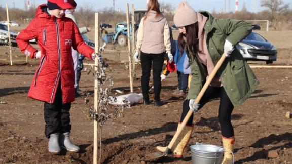 В Будённовском округе высадили более тысячи деревьев и кустарников