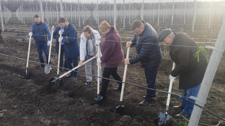 В Новоалександровском округе заложили сад суперинтенсивного типа